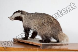 Badger body photo reference 0002